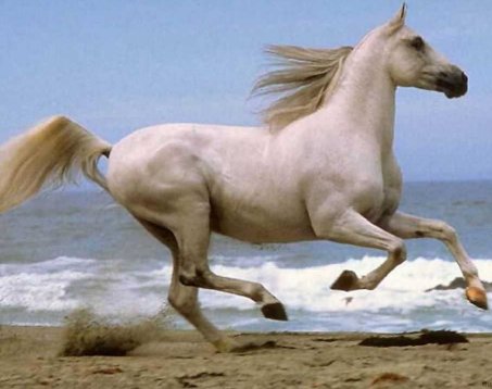 horse
